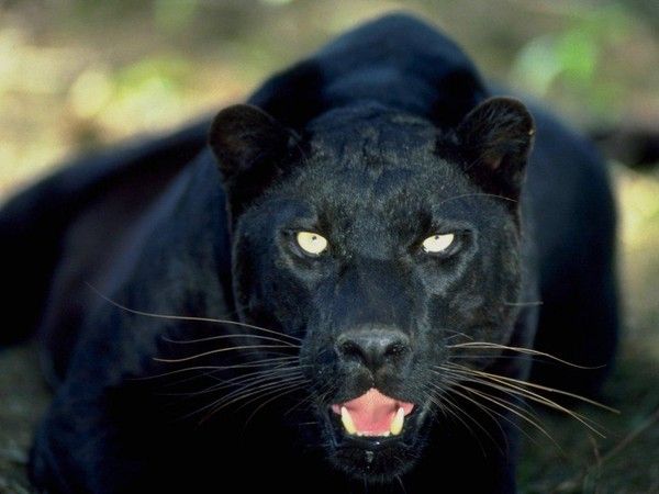 le puma noir animal